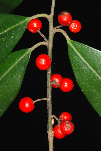 Ilex cassine