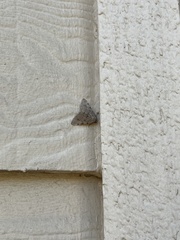 Phigalia strigataria