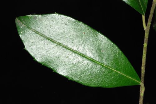 Ilex cassine