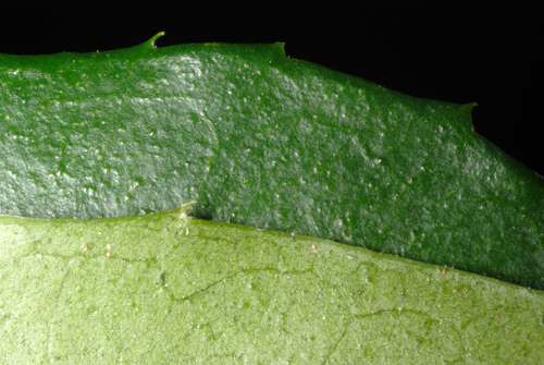 Ilex cassine