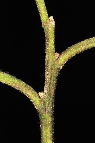 Ilex cassine