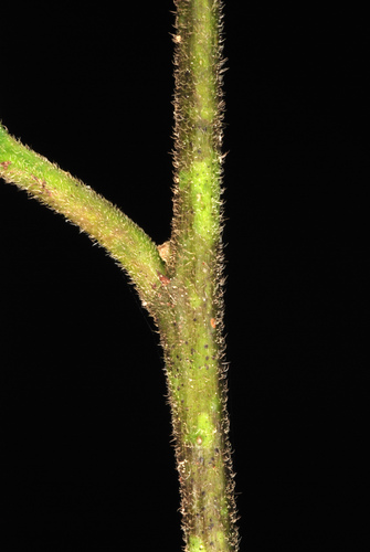 Ilex cassine