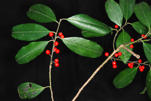 Ilex cassine