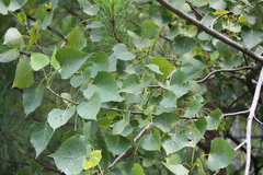 Populus deltoides deltoides