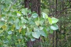 Populus deltoides deltoides