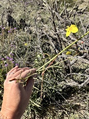 Eulobus californicus