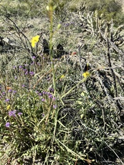 Eulobus californicus