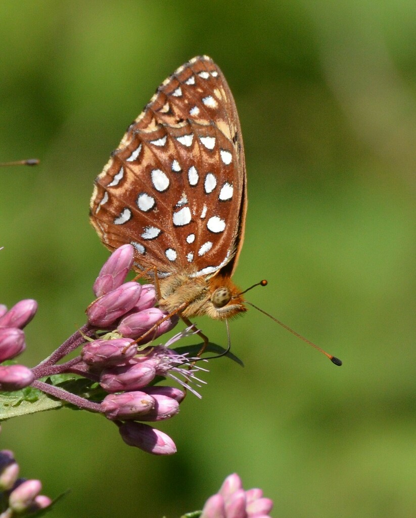 Aphrodite fritillary from parrott township emergency gathering spot