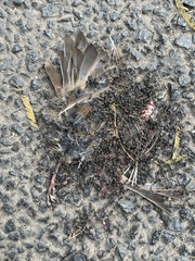 Sericornis frontalis