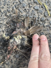 Sericornis frontalis