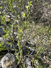 Melilotus albus