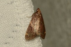 Hypsopygia intermedialis