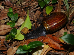 Powelliphanta traversi florida