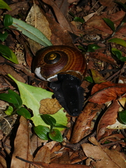 Powelliphanta traversi florida