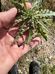 Matthiola parviflora