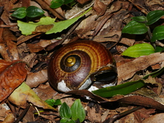 Powelliphanta traversi florida