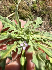 Matthiola parviflora