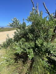 Metrosideros excelsa