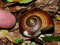 Powelliphanta traversi florida
