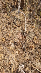 Crotalus molossus nigrescens