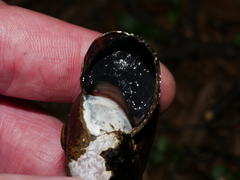 Powelliphanta traversi florida