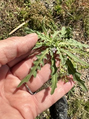 Matthiola parviflora