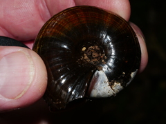 Powelliphanta traversi florida