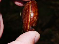 Powelliphanta traversi florida
