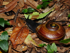 Powelliphanta traversi florida