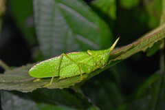 Copiphora rhinoceros