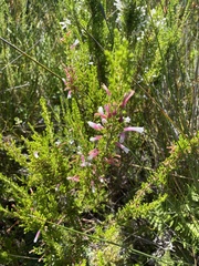 Erica perspicua