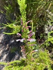 Erica perspicua