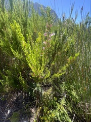 Erica perspicua