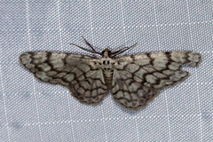 Hymenomima camerata