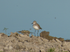 Calidris fuscicollis