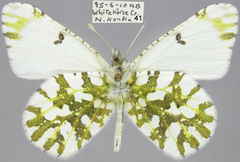 Euchloe ausonides