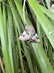 Niceteria macrocosma