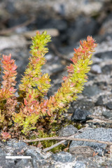 Crassula alata