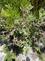 Pelargonium cucullatum cucullatum