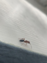 Myrmentoma