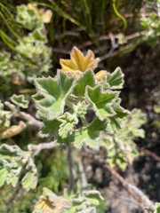 Pelargonium cucullatum cucullatum