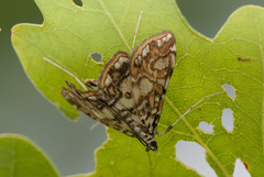 Elophila nymphaeata