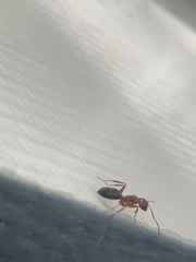 Myrmentoma