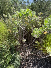 Pelargonium cucullatum cucullatum