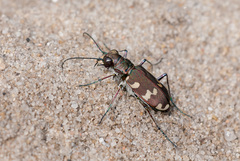 Cicindela hybrida