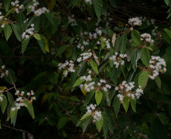 Commersonia viscidula