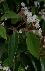 Commersonia viscidula