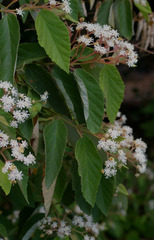 Commersonia viscidula