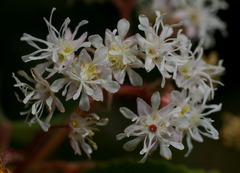 Commersonia viscidula