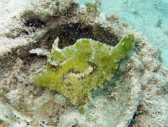 Acreichthys tomentosus